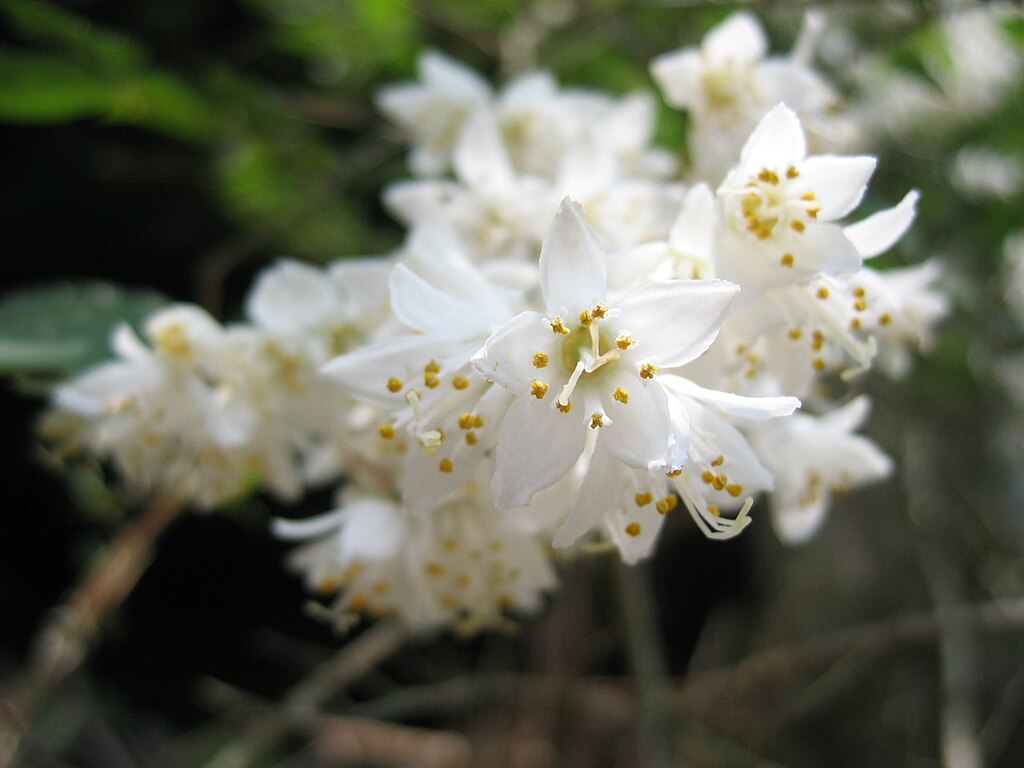 Deutzia crenata 01.jpg