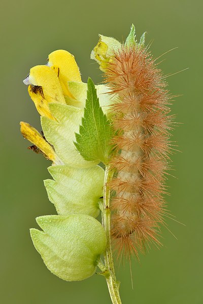File:Diaphora mendica caterpillar - Kulna.jpg