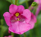 English: Diascia barberae at the ÖBG Bayreuth Deutsch: Diascia barberae im ÖBG Bayreuth