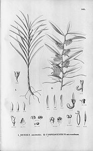 plate 103 Dichaea australis, Campylocentrum micranthum
