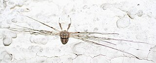 <span class="mw-page-title-main">Dicranopalpus</span> Genus of harvestmen/daddy longlegs