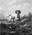 Die Gartenlaube (1889) b 649.jpg Rebhühner vor dem Hunde „aufstehend“
