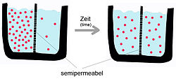 A semipermeable membrane separates two compartments of different solute concentrations: over time, the solute will diffuse until equilibrium is reached. Diffusion.jpg