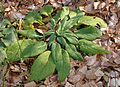 Fingerhut Digitalis purpurea (Blätter)