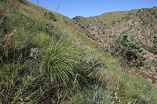 <i>Diheteropogon</i> Genus of grasses