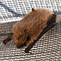 Miniatura para Myotis dinellii