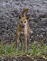 * Nomination Dingo (Canis lupus dingo) --Charlesjsharp 11:43, 3 January 2024 (UTC) * Promotion  Support Good quality. --MB-one 13:31, 9 January 2024 (UTC)