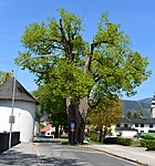 Summer lime tree in St. Martin, Dinzl-Linde