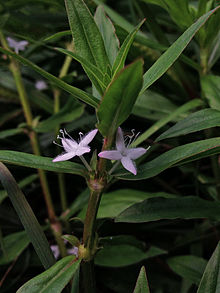 Diodia virginiana - ویرجینیا Buttonweed.jpg