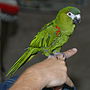 Thumbnail for Red-shouldered macaw