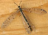 Antlion adult