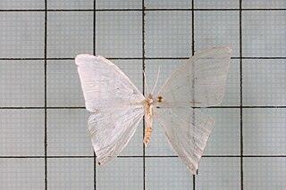 <i>Ditrigona</i> Moth genus in family Drepanidae
