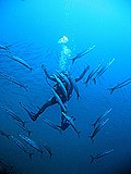 Diver in school of barracudas.jpg