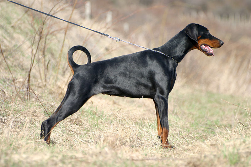 what is doberman short for? 2