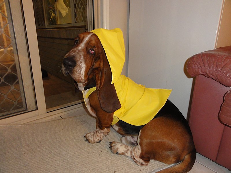 File:Dog too big for raincoat - panoramio.jpg