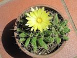 mammillaria longimamma