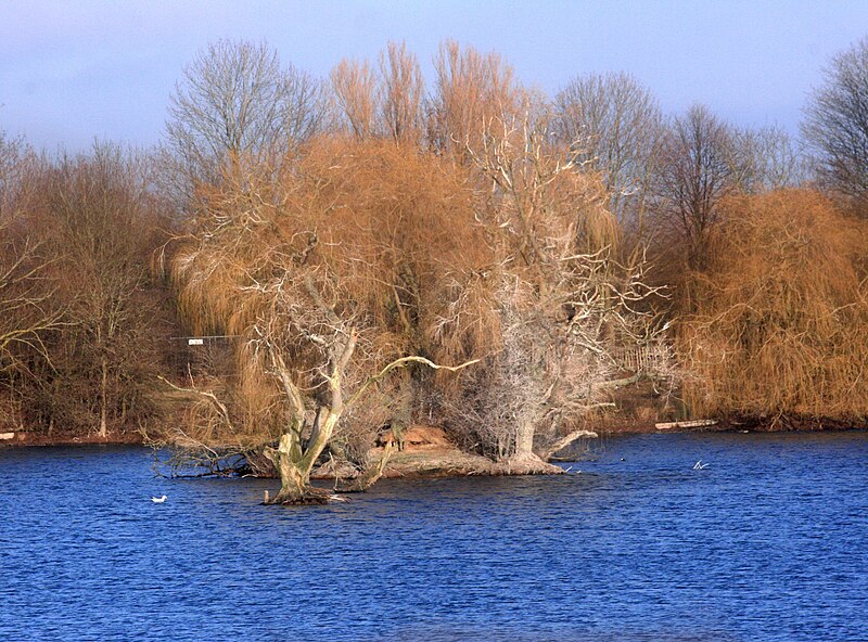 File:Dorchester Lakes, Winter Colours 3 - geograph.org.uk - 2818461.jpg