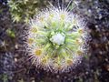 Drosera oreopodion habitus