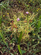 Drosera indica Upptill två nästan utslagna blomknoppar