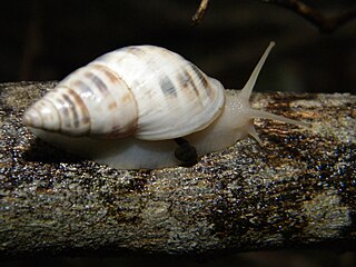 <i>Drymaeus serperastrus</i> Species of gastropod