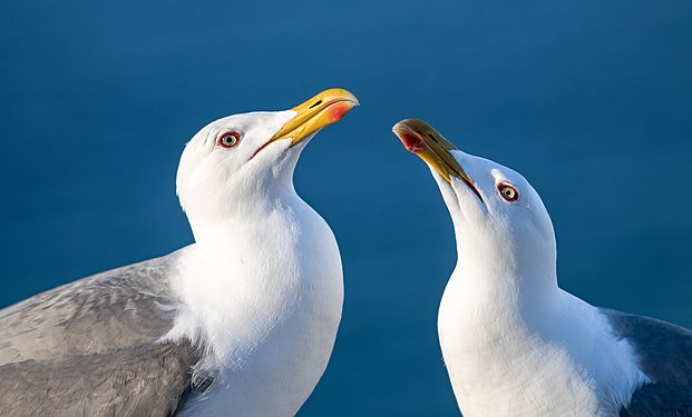 Yellow-legged gulls at Ria Formosa, Algarve