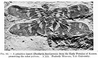<span class="mw-page-title-main">Palaeodictyopteroidea</span> Extinct order of insects