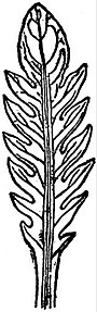 EB1911 Leaf - Pinnatifid leaf of Valeriana dioica.jpg