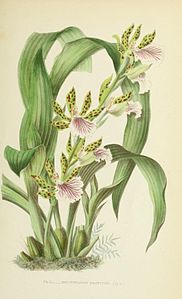 plate 50 Zygopetalum crinitum