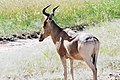 Eastern Serengeti 2012 05 31 2948 (7522622080).jpg