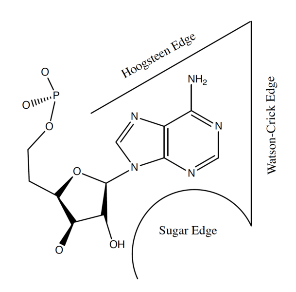 File:Edge of Interaction on Nucleoside.png