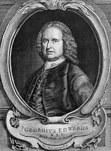 File:Edwards George 1693 1773.jpg