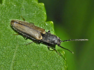 <i>Athous bicolor</i> Species of beetle