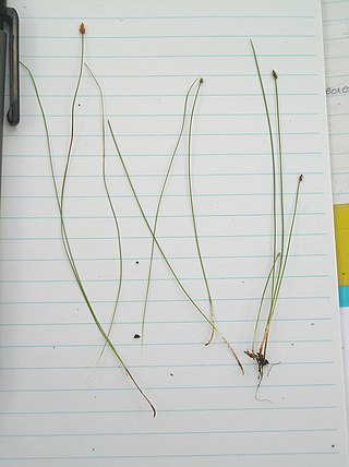 <i>Eleocharis nitida</i> A species of grass-like sedge