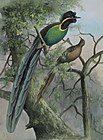 Rothschild's Bird of Paradise (Astrapia rothschildi), Papua-Nowa Gwinea, ok. 1917