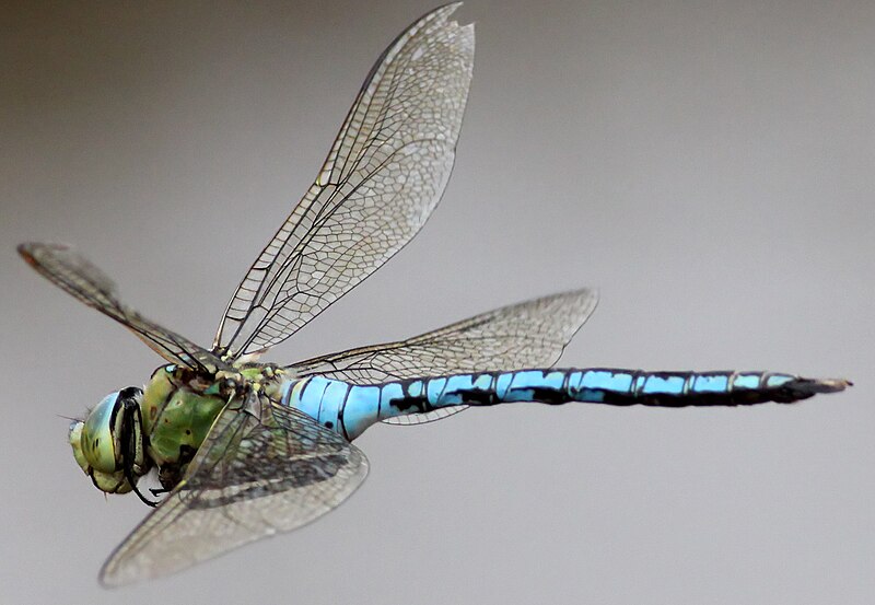 File:Emperor-Dragonfly-(8) (cropped).JPG