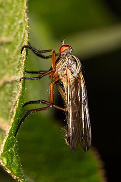 Empis maculata.jpg