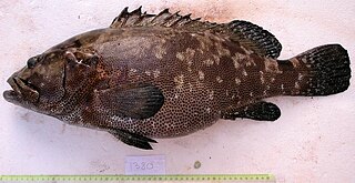 Description de l'image Epinephelus polyphekadion JNC1380.JPG.