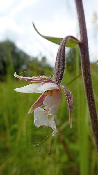 File:Epipactis palustris 23.jpg