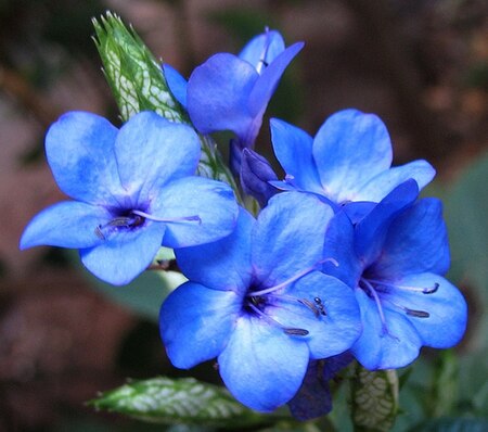 Eranthemum_pulchellum