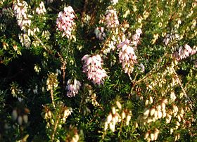 Vårlyng (Erica carnea).