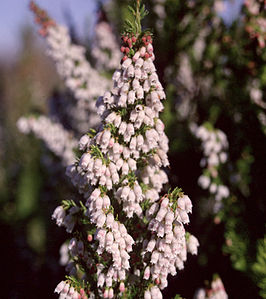 Erica lusitanica