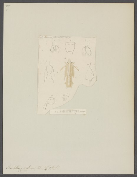 File:Erichthus vitreus - - Print - Iconographia Zoologica - Special Collections University of Amsterdam - UBAINV0274 097 14 0005.tif