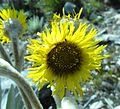 Espeletia grandiflora (Sottotribù Espeletiinae)