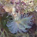 * Nomination: Mediterranean fanworm (Sabella spallanzanii), Cabo de Palos, Spain --Poco a poco 05:14, 24 May 2023 (UTC) * * Review needed