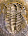 Estaingia bilobata (Trilobite)