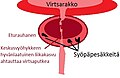 Pienoiskuva 3. huhtikuuta 2011 kello 13.34 tallennetusta versiosta