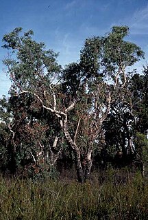 <i>Eucalyptus patens</i> Species of eucalyptus