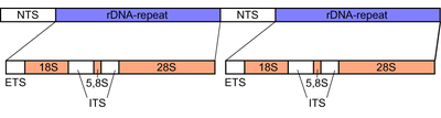 Tandem repeats of the eukaryotic rDNA gene cluster containing the genetic sequences for the 18S, 5.8S, and 28S subunits of the ribosome. ETS - external transcribed spacer, ITS - internal transcribed spacers 1 and 2, numbered from 5' end; NTS - nontranscribed spacer. Eucaryot rdna.png