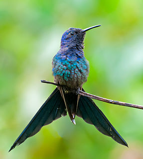 <span class="mw-page-title-main">Swallow-tailed hummingbird</span> Species of bird