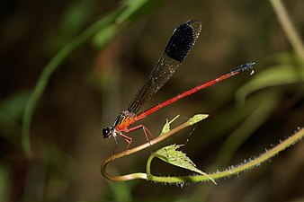 Malabar Torrent Dart Euphaea fraseri, male